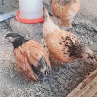 جوجه ورورک
