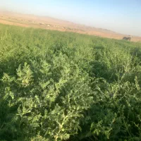 ملک کشاورزی|فروش دفتر صنعتی، کشاورزی، تجاری|نیشابور, ماروسک|دیوار