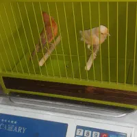 قناری|پرنده|کرج, دولت‌آباد|دیوار