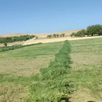 یونجه تازه