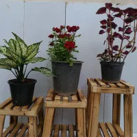 گل های آپارتمانی
