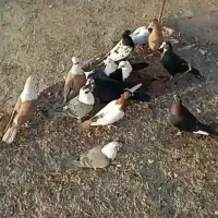 پرنده