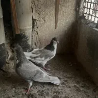 کبوتر ساده صندل چپ راست