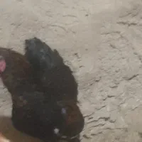 خروس ۶ ماه