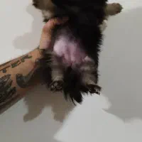 پامر و پکینیز|سگ|تبریز, |دیوار