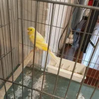 قناری سوپر بلند بخون