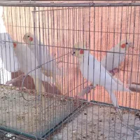 فروش با معاوضه،اب پخش هستم