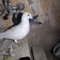 کبوتر|پرنده|زابل, |دیوار