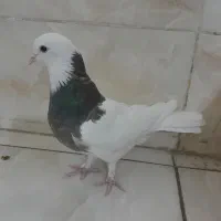 ماده طوقی|پرنده|شیراز, شهرک رضوان|دیوار