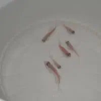 کالر ویدو سفید|ماهی|دزفول, |دیوار