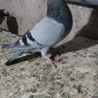 فروش کبوتر|پرنده|میانه, |دیوار