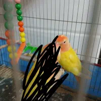 کوتوله ماده