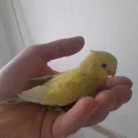 جفت مرغ عشق مولدهمراهباجوجه وجفت عروس لوتینوباتخم|پرنده|مشهد, کشف|دیوار