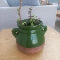 تعدادی گلدان