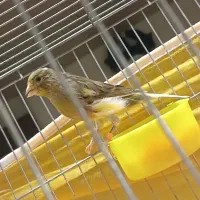 قناری ابلغ زرد هشت ماهه توپر کشیده|پرنده|خمینی‌شهر, |دیوار