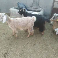 ۳راس بزغاله دار|حیوانات مزرعه|سلفچگان, |دیوار