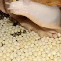 خاویار تازه حلزون