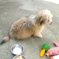 سگ واگزاری شده