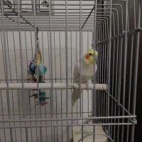 عروس هلندی لوتینو ناز و سخنگو همراه با قفس و وسایل