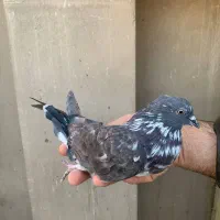 کفتر گرفتنی