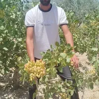 فروش درخت پسته و گردو