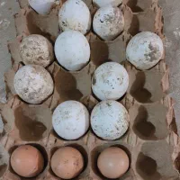 تخم دورگ قو غاز نطفه دار