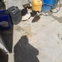 پنج عدد اوردک خونه کی