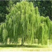 فروش انواع نهال گردو و بادام و صنوبر در نهالستان