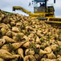 فروش فوری چغندر قند تازه و تمیز ،مناسب انواع دام