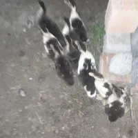 اردک اسراییلی|حیوانات مزرعه|سیمین شهر, |دیوار