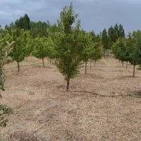 فروش-فوری-باغ-روستای-کزبر