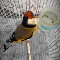 ۳۰ عدد سهره|پرنده|اقلید, |دیوار