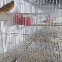 قناری بخوان