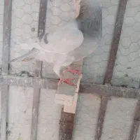 تعدادی کفتر ماده خوشگل|پرنده|کرمان, |دیوار