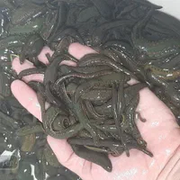 زالو صیدی و پرورشی|آرایشی، بهداشتی، درمانی|رشت, منظریه|دیوار