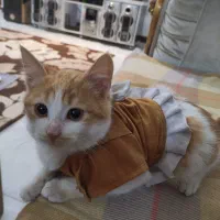 گربه|گربه|فومن, |دیوار