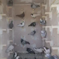 دس کفتری فروشی|پرنده|آباده, |دیوار