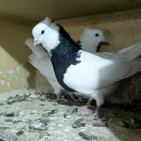 کبوتر طوقی رنگی|پرنده|ابهر, |دیوار