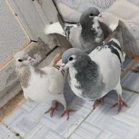 کفتر شهری جوجه|پرنده|شیراز, نیستان|دیوار