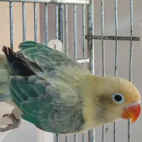 طوطی برزیلی  پاربلو اوپلاین اسبیلت دستی