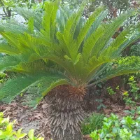 سیکاس|گل و گیاه طبیعی|رشت, گلسار|دیوار