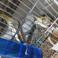 جفت عروس هلندی|پرنده|قزوین, |دیوار