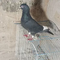 کفتر پرشی|پرنده|مشهد, چهارچشمه|دیوار