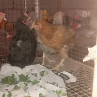 مرغ محلی|پرنده|گنبکی, |دیوار