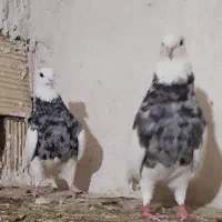 پرنده طوقی کبوتر