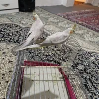 عروس هلندی|پرنده|کرمانشاه, |دیوار