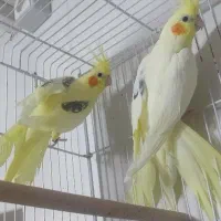 عروس هلندی دوکت لوتینو و دوکت آلبینو و تکخال