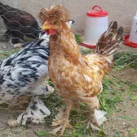 تعویض خروس با مرغ
