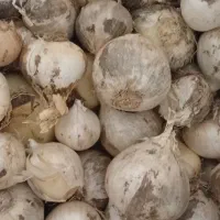 موسیر کوهی وحشی