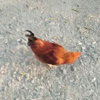 سه عدد خروس چهارملیون پانصد